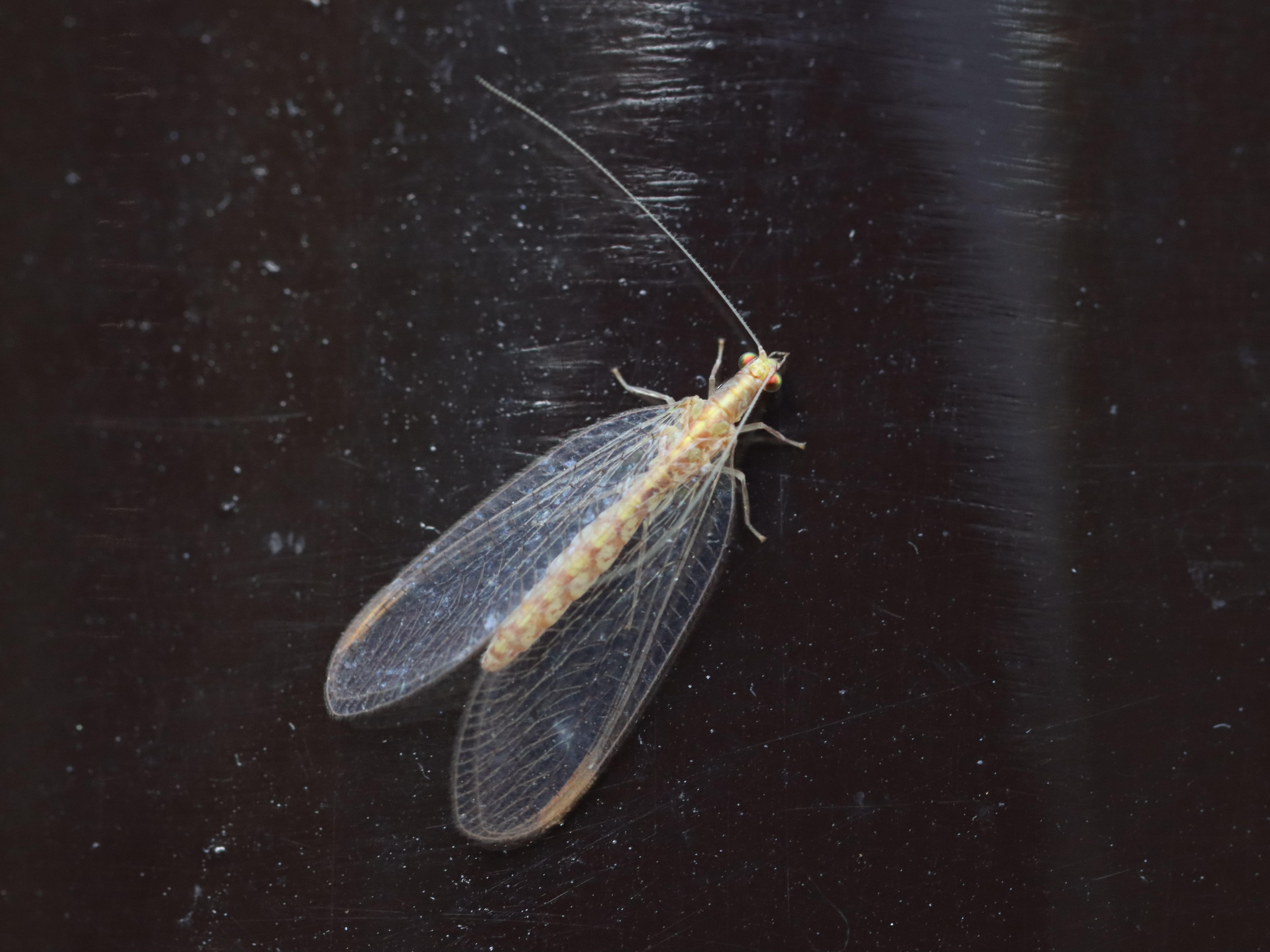 ヤマトクサカゲロウの企み